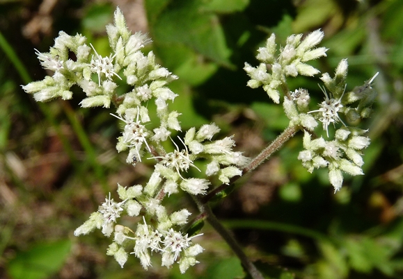{Eupatorium rotundifolium}